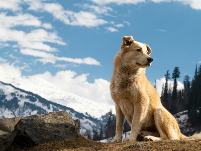 Tibetan Wolf