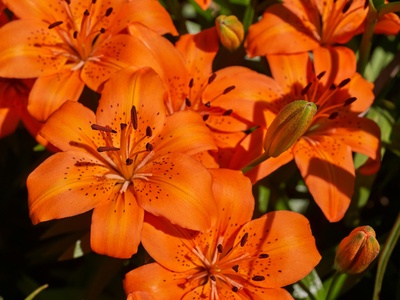 Tiger Lily
