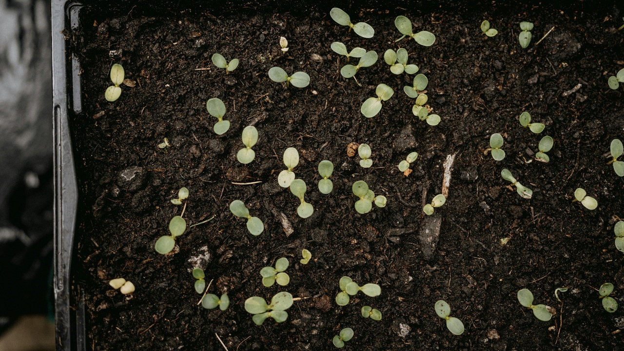 Hands transplanting a seedling outdoors during hardening-off process.