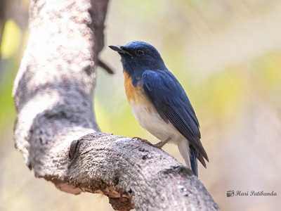 Timor Blue Flycatcher