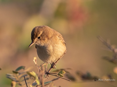 Timor Bush Warbler