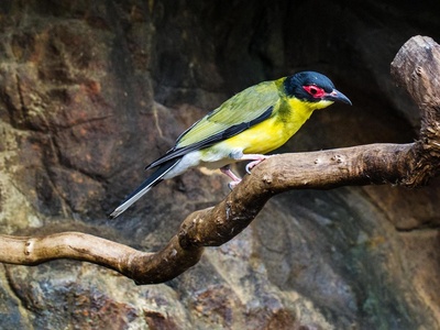 Timor Figbird