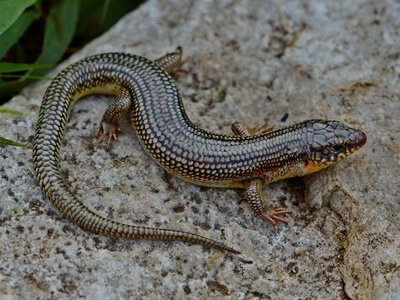Timor Ground Skink