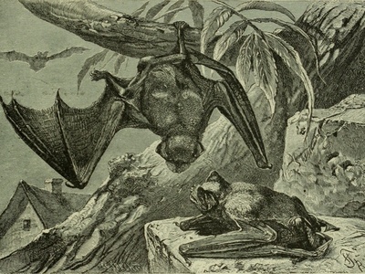 Timor Leaf-nosed Bat