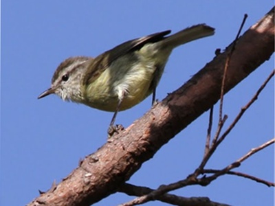 Timor Leaf Warbler