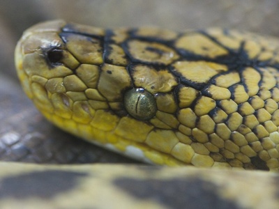 Timor Python