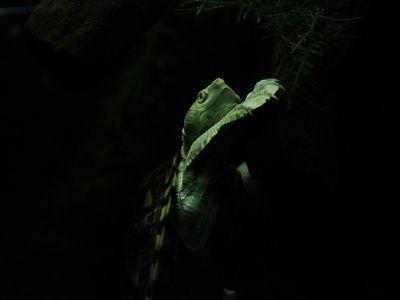 Timor Snake-necked Turtle