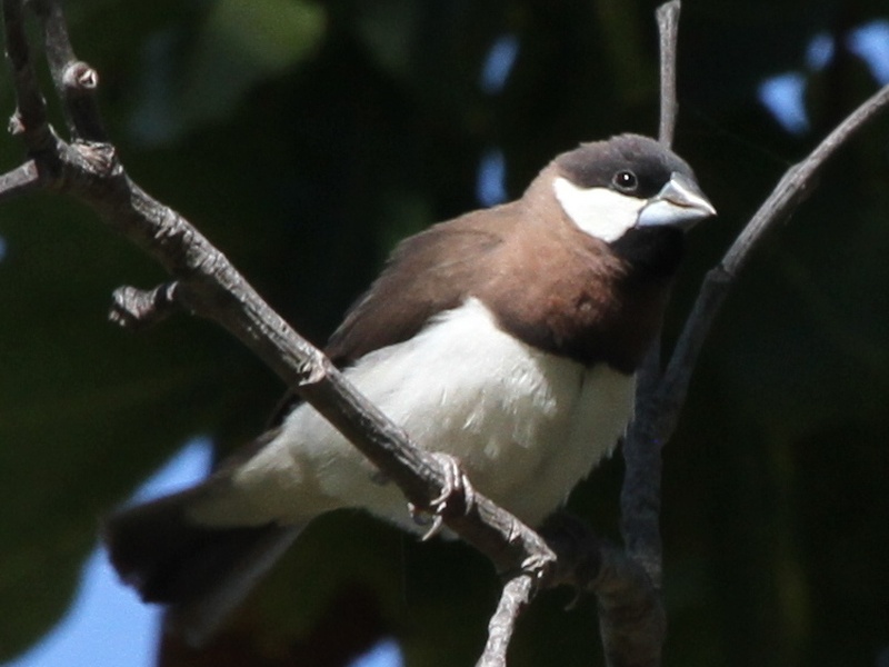 Timor Animals East Timor's Native Animals: The Complete List - Flora Fauna Fun