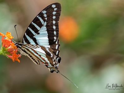 Timor Swallowtail