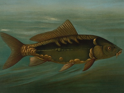 Tiraque Catfish