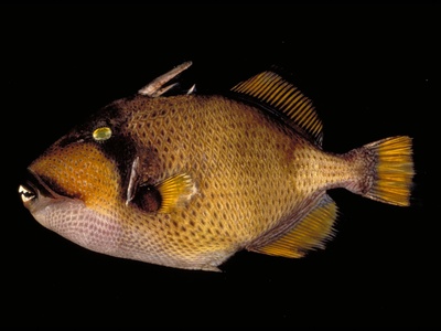 Titan triggerfish