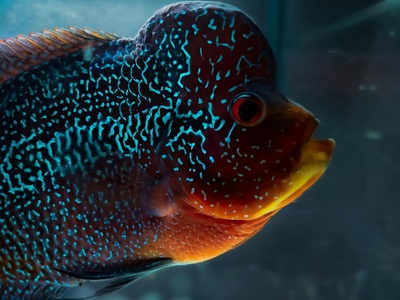 Titan Triggerfish
