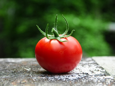 Tomato