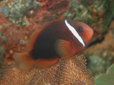 Tomato clownfish