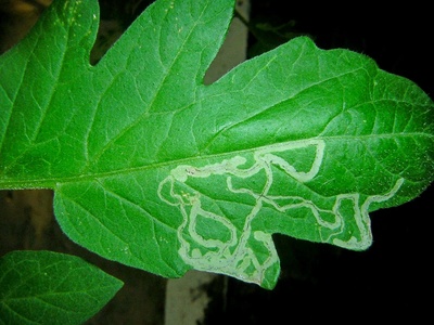 Tomato Leaf Miner