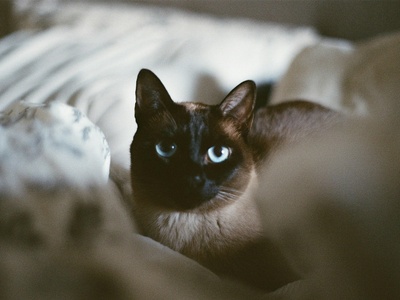 Tonkinese