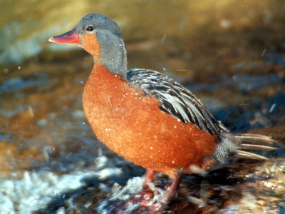 Torrent Duck