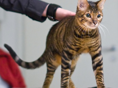 Toyger