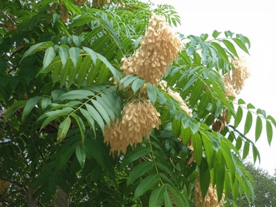 Tree of Heaven