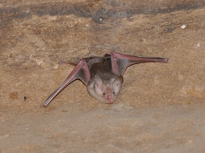 Trident Leaf-nosed Bat