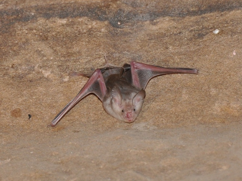 The Complete List of UAE Mammals - Flora Fauna Fun