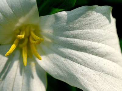 Trillium