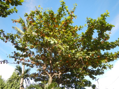 List Of Trees Of Belize Flora Fauna Fun List Of Trees Of Belize Flora Fauna Fun