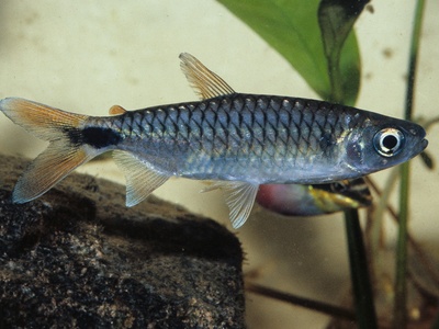 True Big-scale Tetra
