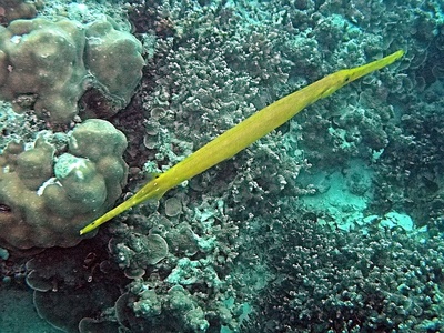 Trumpetfish