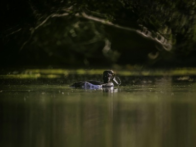 Tufted Duck