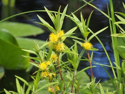 Tufted loosestrife