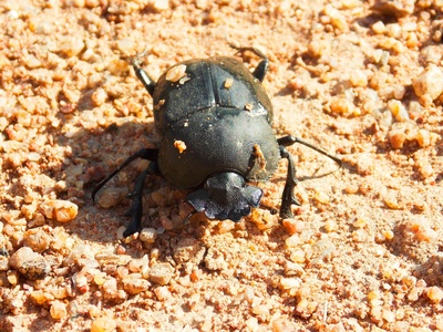 Tunisian Darkling Beetle