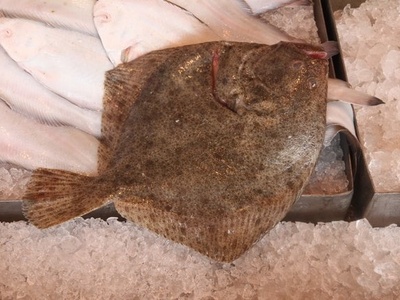 Turbot