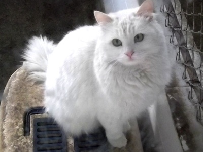 Turkish Angora