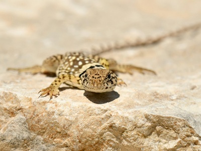 Turkish Gecko