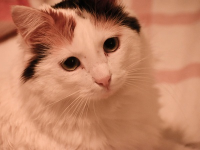 Turkish Van