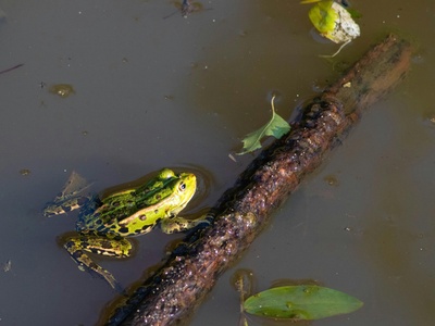 Twin-spotted Tree Frog