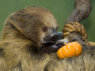 Two-toed sloth