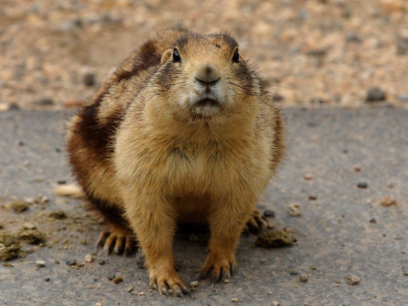 Animals Only Found in the United States - Flora Fauna Fun