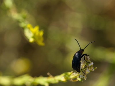 Valley Elderberry Longhorn Beetle