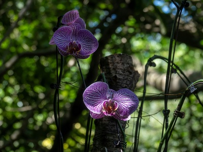 Vampire Orchid