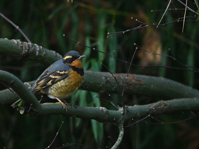 Varied Thrush