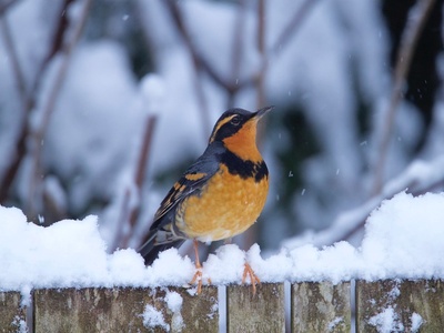 Varied thrush