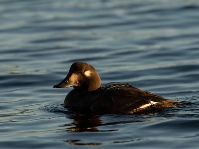 Velvet Scoter