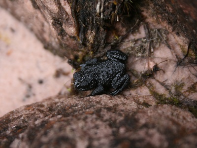 Venezuelan Pebble Toad
