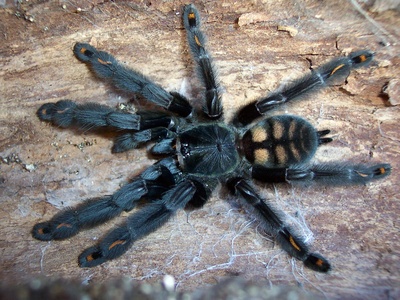 Venezuelan Suntiger Tarantula