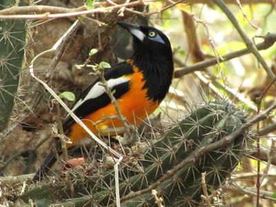 Venezuelan Troupial (Turpial)