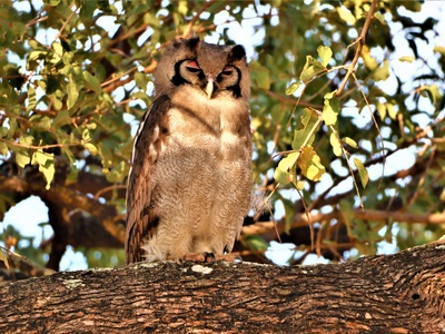 Verreaux's Eagle-Owl