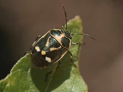 Viburnum Leaf Beetle