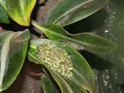 Vietnamese Mossy Frog